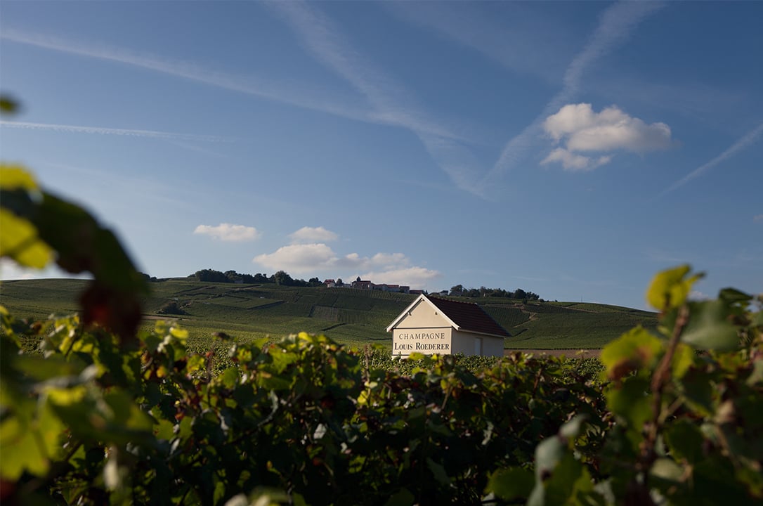 Viinitarha, Roederer